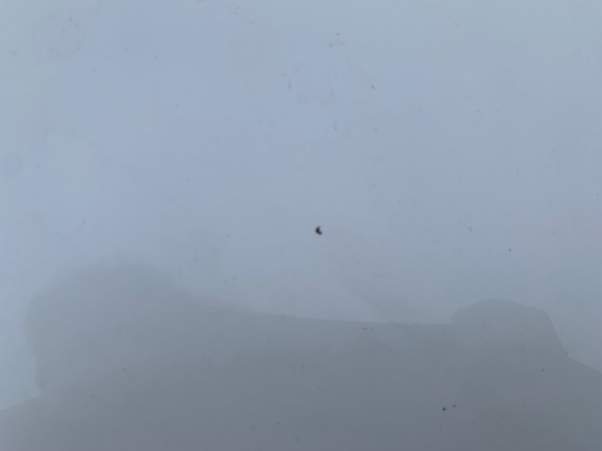 Toyota C-HR 122 | Distinctive | GPS  | Sellerie Cuir | Caméra recul| Régulateur vitesse adapatatif